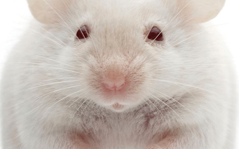 Mouse: iStock