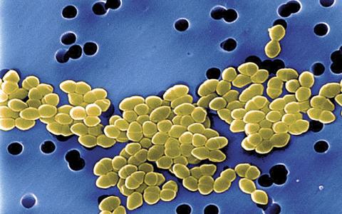 Vancomycin Resistant Enterococci Science