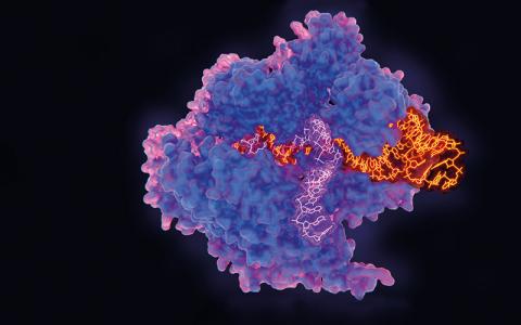 CRISPR-Cas9 gene editing complex, illustration.Image credit - Science-Photo-Library-f0248864