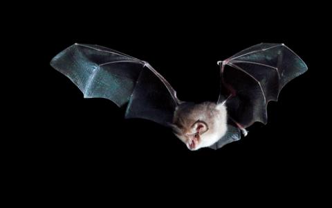 The lesser horseshoe bat (Rhinolophus hipposideros)-Image Credit | istock-816193242