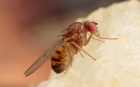 Fruit Fly, Drosophilidae Image Credit | shutterstock- 682007272