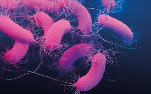 Pseudomonas aeruginosa bacteria - CREDIT - Science-Photolibrary-f0280202