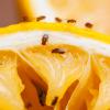 Fruit flies for research: iStock