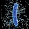 Clostridium Difficile Bacterium