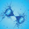 p16-17-one-to-one-opinion-dividing-cancer-cells-science-photo-library-f0236583.jpg 
