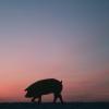 Pig Silhouetted at Twilight - stock photo-CREDIT-getty-583642526