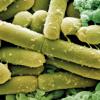 clostridioides difficile bacteria-Image Credit | Science Photo Library - c0016337