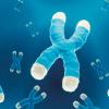 Chromosomes with telomeres - CREDIT-SPlibrary