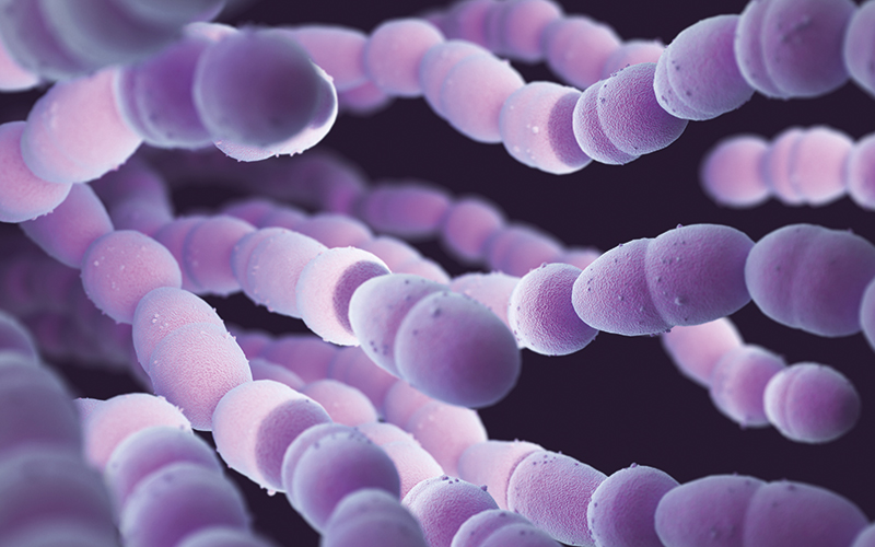 A new strain of strep A The Biomedical Scientist Magazine of the IBMS