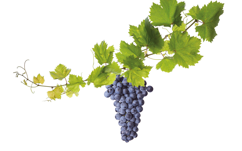 grape vine-CREDIT-shutterstock-224668078