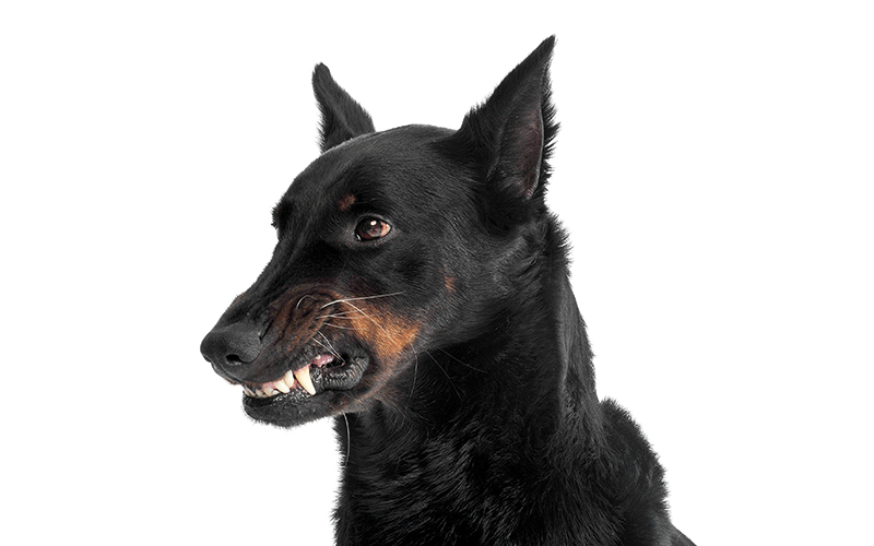 fearful Beauceron flashes teeth in a white photo studio background -CREDIT-istock-1188969900.jpg