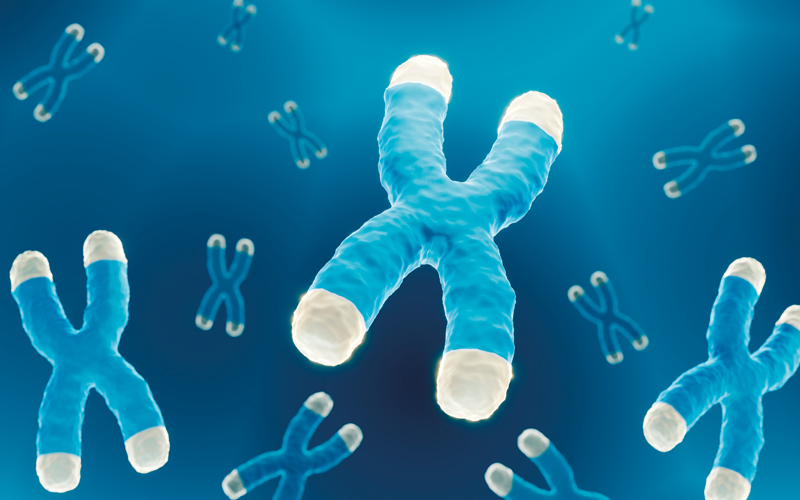 Chromosomes with telomeres - CREDIT-SPlibrary